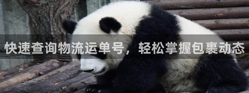 加拿大,优游国际是什么：快速查询物流